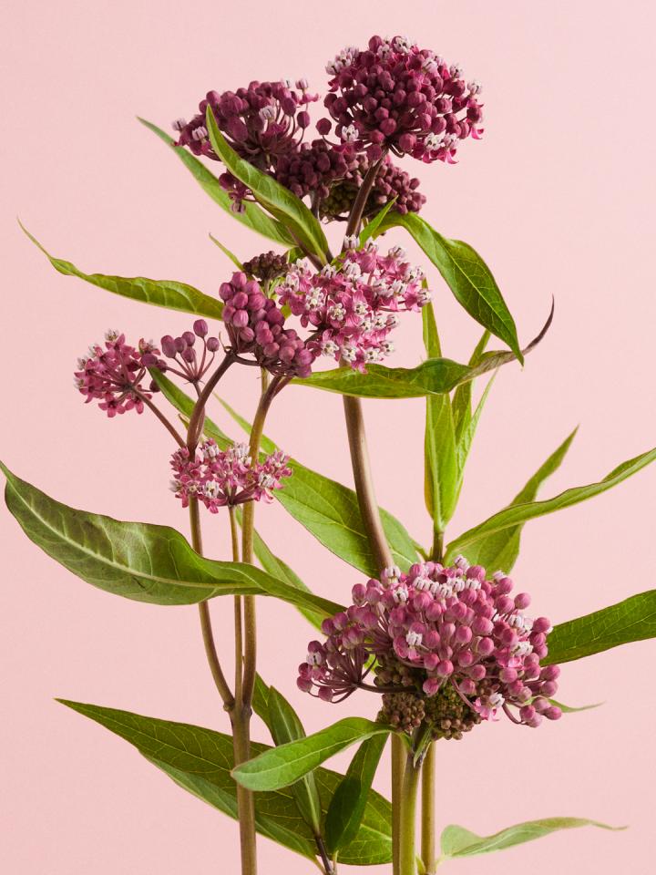 Asclepias deals